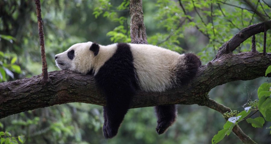 panda